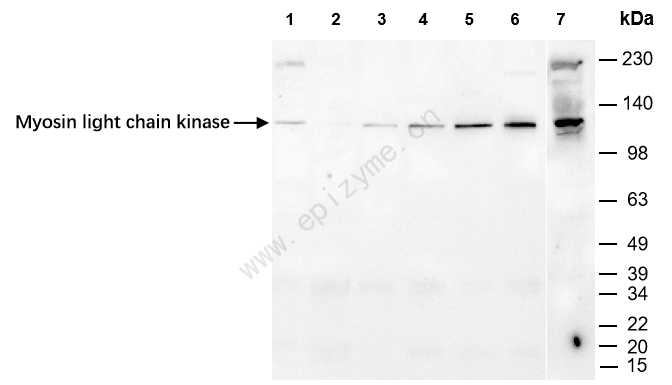 Anti-MLCK Rabbit mAb [26S15K06]