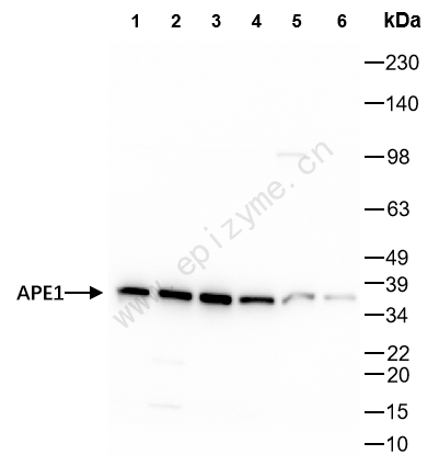 Anti-APEX1 Rabbit mAb [89T38D29]
