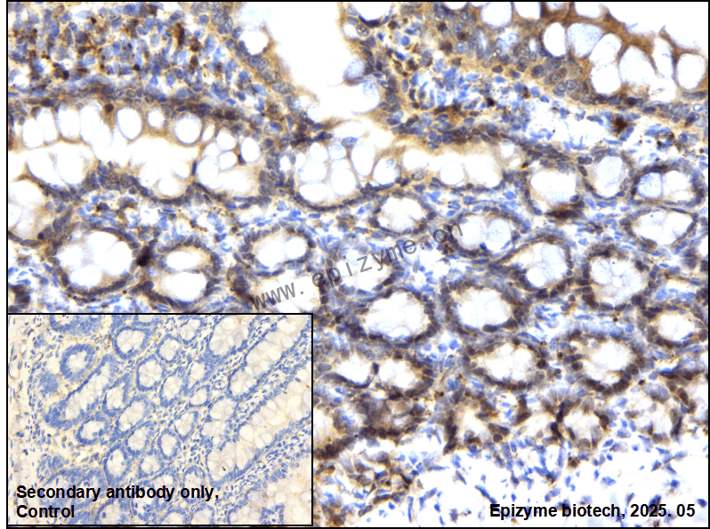 Anti-APEX1 Rabbit mAb [89T38D29]