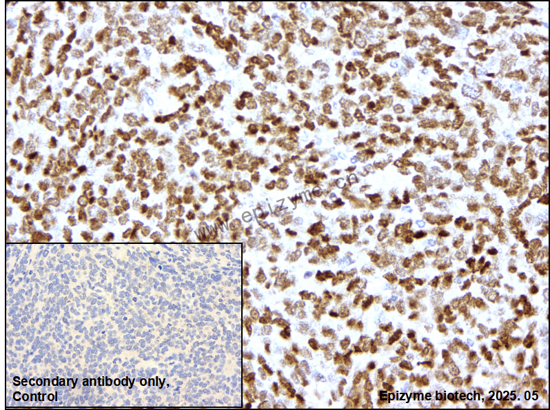 Anti-APEX1 Rabbit mAb [89T38D29]