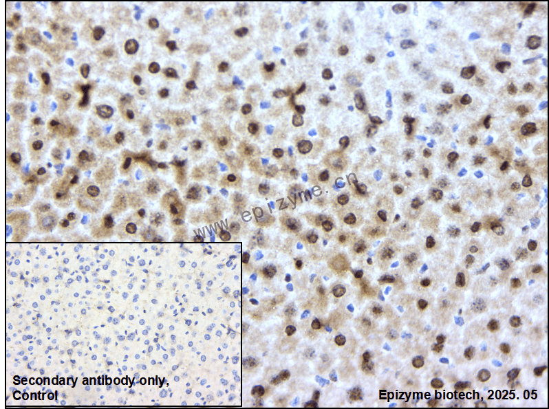 Anti-APEX1 Rabbit mAb [89T38D29]