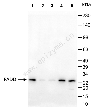 Anti-FADD Rabbit mAb [46B20D45]