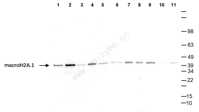 Anti-Macro H2A.1 Rabbit mAb [80B85H86]