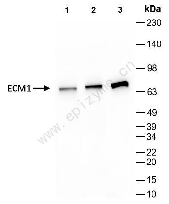 Anti-Extracellular matrix protein 1 Rabbit mAb [92C44P15]