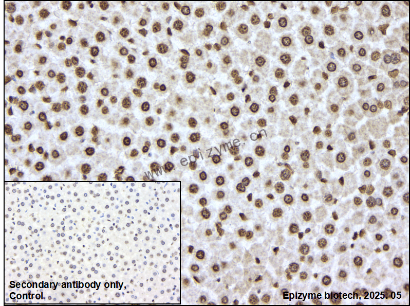 Anti-DiMethyl-Histone H3 (Lys79) Rabbit mAb [23R51Q35]