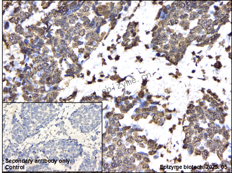 Anti-DiMethyl-Histone H3 (Lys79) Rabbit mAb [23R51Q35]