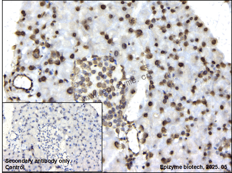 Anti-DiMethyl-Histone H3 (Lys79) Rabbit mAb [23R51Q35]