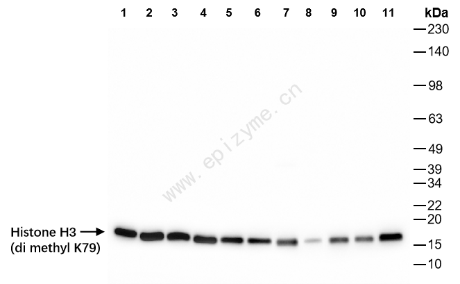 Anti-DiMethyl-Histone H3 (Lys79) Rabbit mAb [23R51Q35]