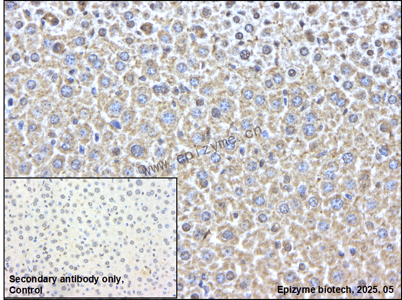 Anti-Hsp90 alpha Rabbit mAb [65Y40N96]