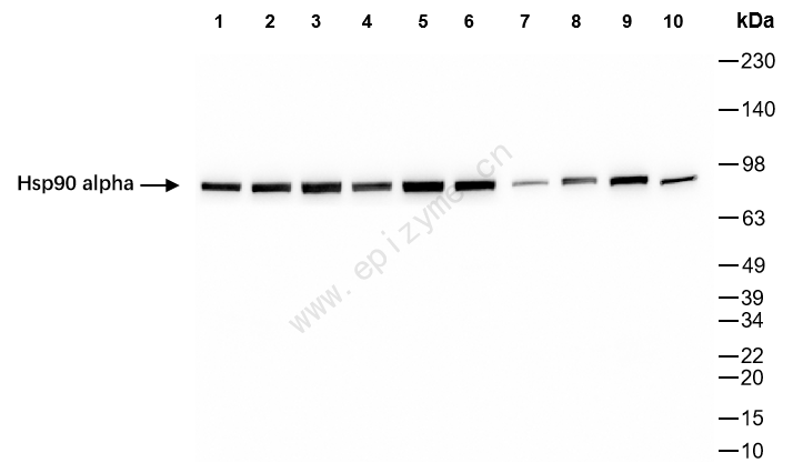 Anti-Hsp90 alpha Rabbit mAb [65Y40N96]