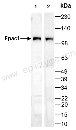 Anti-Epac1 Rabbit mAb [57T72D78]