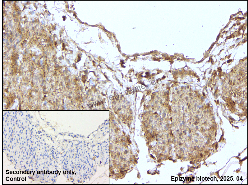Anti-Epac1 Rabbit mAb [57T72D78]