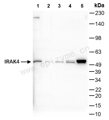 Anti-IRAK4 Rabbit mAb [31G40A39]