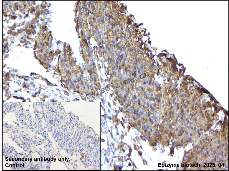 Anti-Caspr Rabbit mAb [35F85T09]