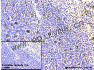 Anti-Phospho-SHC (Tyr427) Rabbit mAb [69G89Q59]