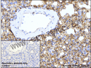 Anti-Phospho-PKC delta (Tyr311) Rabbit mAb [24N54D16]