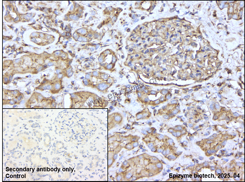 Anti-TRAF2 Rabbit mAb [44K45S95]
