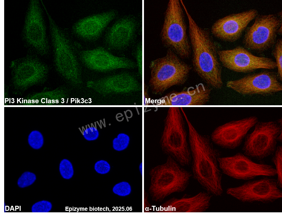 Anti-PI3 kinase p100 Rabbit mAb [60G93Y59]