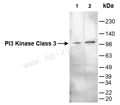 Anti-PI3 kinase p100 Rabbit mAb [60G93Y59]