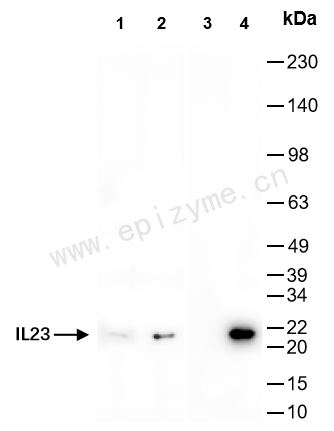 Anti-IL-23 Rabbit mAb [72E46P05]