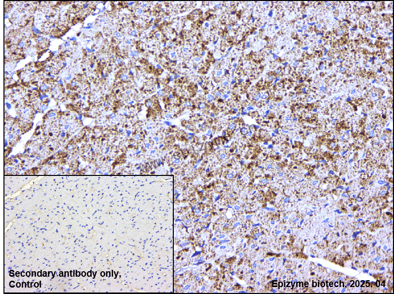 Anti-COX IV Rabbit mAb [81F46G51]