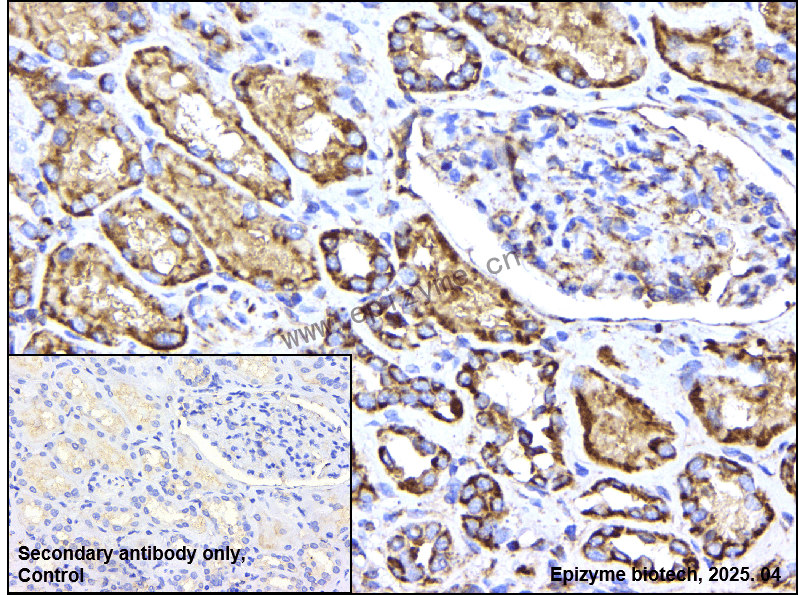 Anti-COX IV Rabbit mAb [81F46G51]