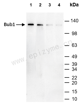 Anti-Bub1 Rabbit mAb [21E99I37]