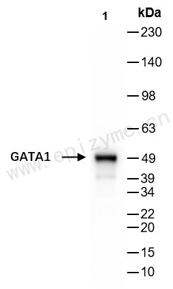Anti-GATA1 Rabbit mAb [41M35L70]