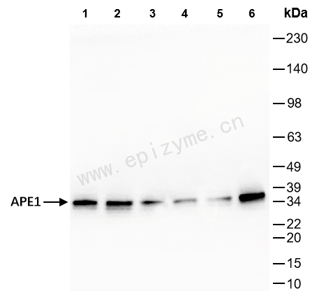 Anti-APEX1 Rabbit mAb [55L25L18]
