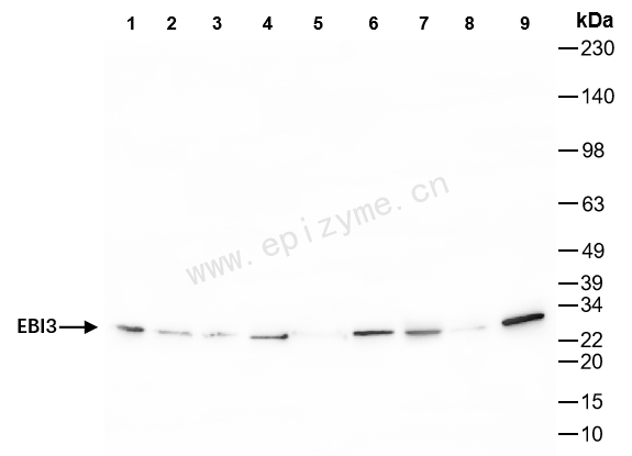 Anti-EBI3 Rabbit mAb [20K02F83]