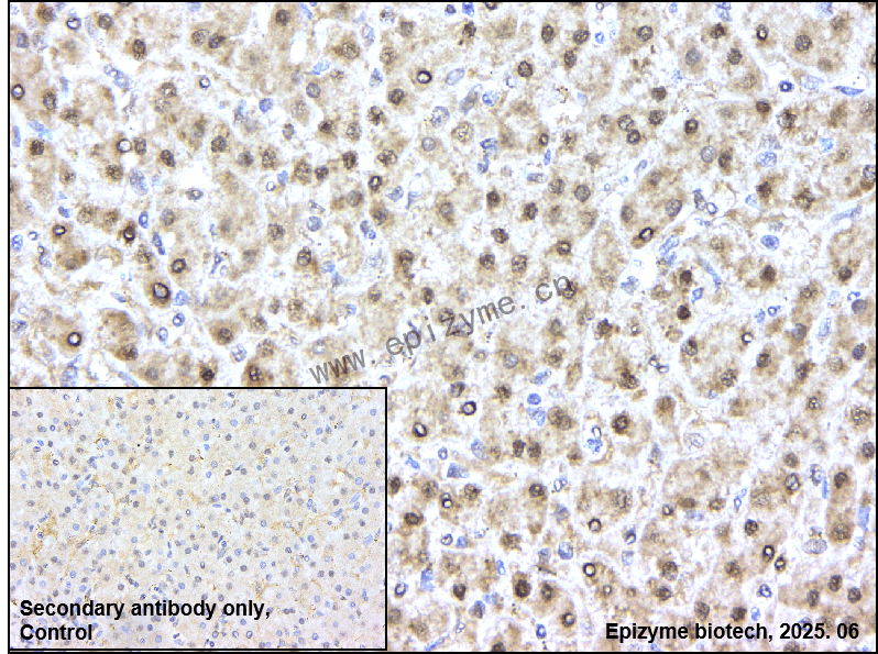 Anti-HIP2 Rabbit mAb [54M79S25]