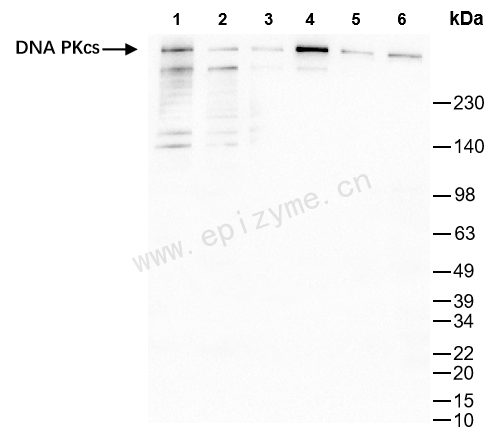 Anti-DNA PKcs Rabbit mAb [93F85Q66]