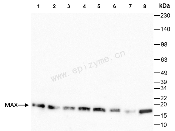 Anti-MAX Rabbit mAb [96K19F99]