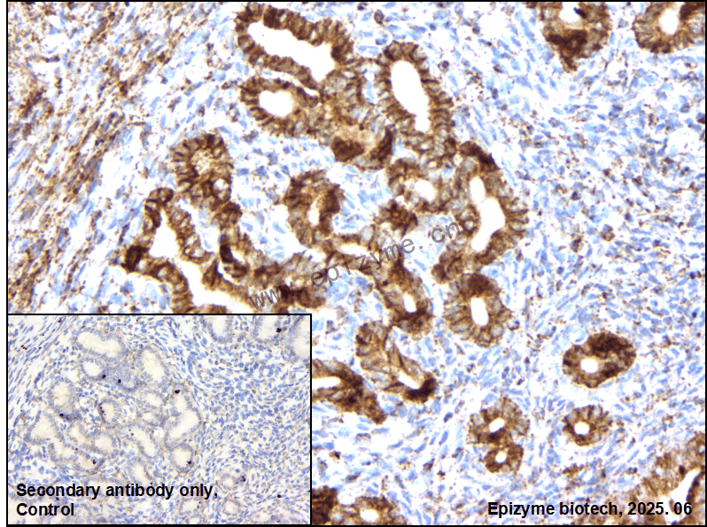 Anti-PIGU Rabbit mAb [18M37C87]