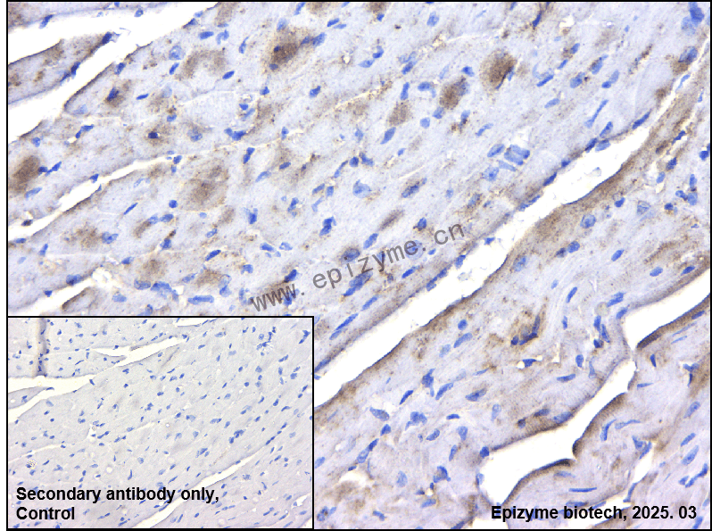 Anti-DRP1 Rabbit mAb [36G02G45]