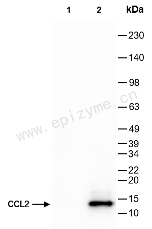 Anti-CCL2/MCP-1 Rabbit mAb [21A78H55]