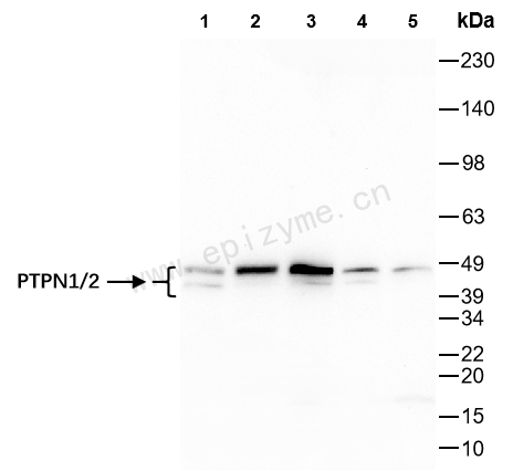 Anti-PTPN1/2 Rabbit mAb [91M66B51]