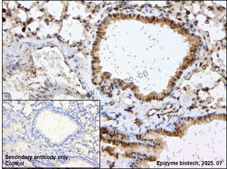 Anti-PTPN1/2 Rabbit mAb [91M66B51]