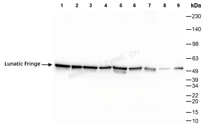Anti-Lunatic Fringe Rabbit mAb [41H88J03]