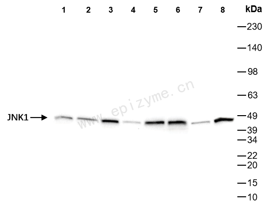 Anti-JNK1 Rabbit mAb [19L45S75]