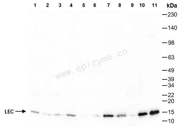 Anti-LEC Rabbit mAb [14B74N71]