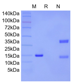 Recombinant Rat IL-17A