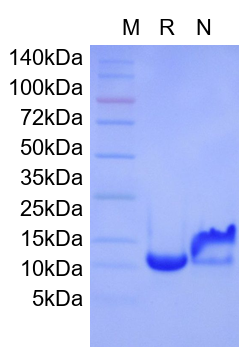 Recombinant Human HBEGF