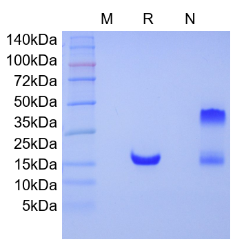 Recombinant Human TNFRSF10B