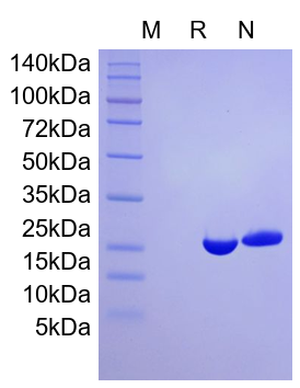 Recombinant Human IL-1RA