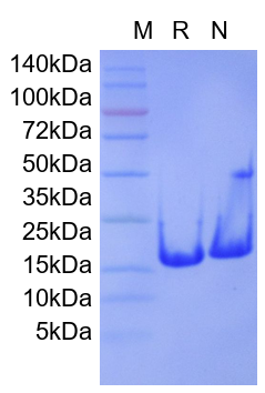 Recombinant Human p16INK4a-TAT