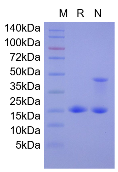Recombinant Human p16INK4a