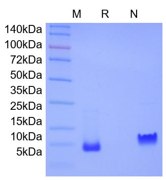 Recombinant Rat CXCL10/IP-10