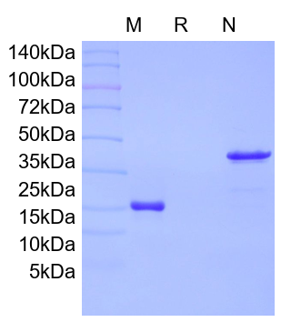 Recombinant Rat GDNF