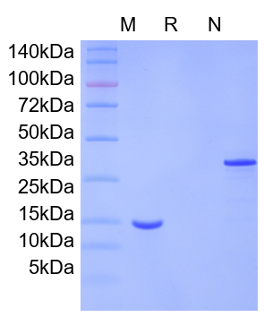 Recombinant Mouse GDNF